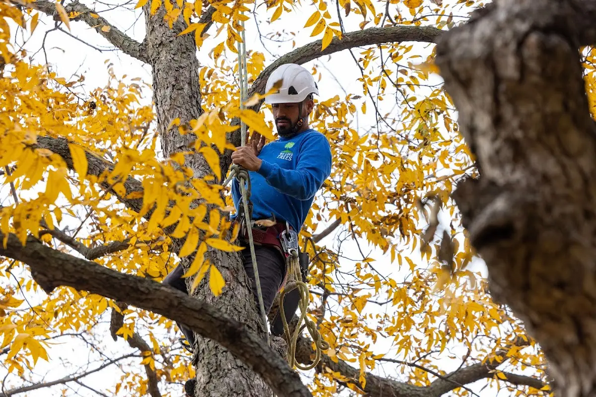 Skilled Tree Trimming crew working in Midway